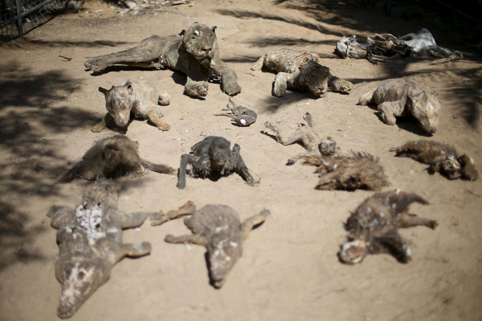 <p>Stuffed animals, that died during the 2014 war, are on display at a zoo in Khan Younis in the southern Gaza Strip on March 7, 2016. (REUTERS/Ibraheem Abu Mustafa) </p>