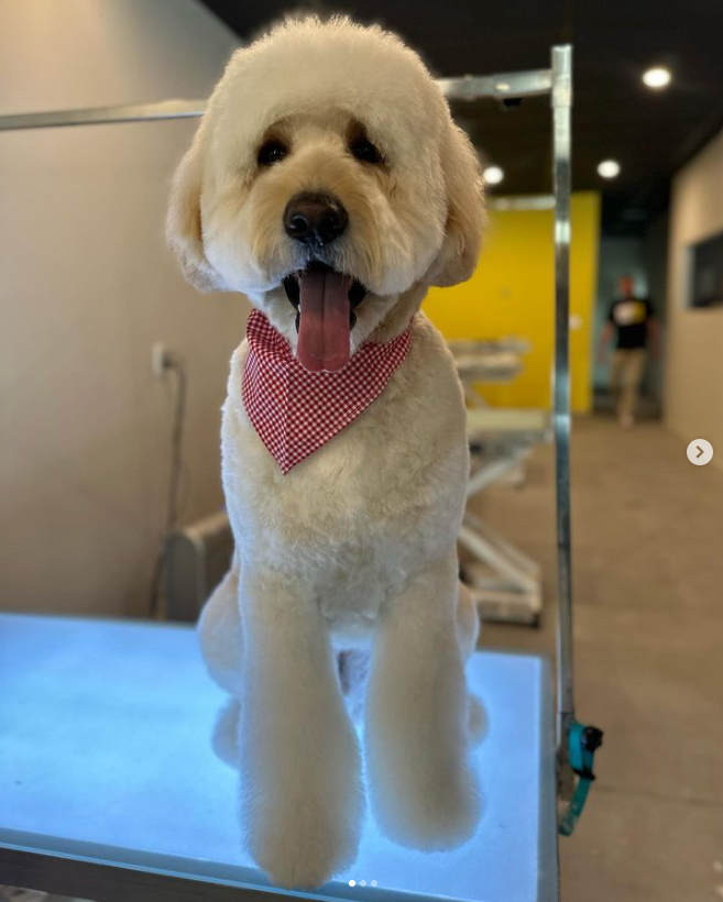 a white goldendoodle with fluffy hair on legs and face especially, wearing a red and white checked bandana and standing on a groomer's table, panting