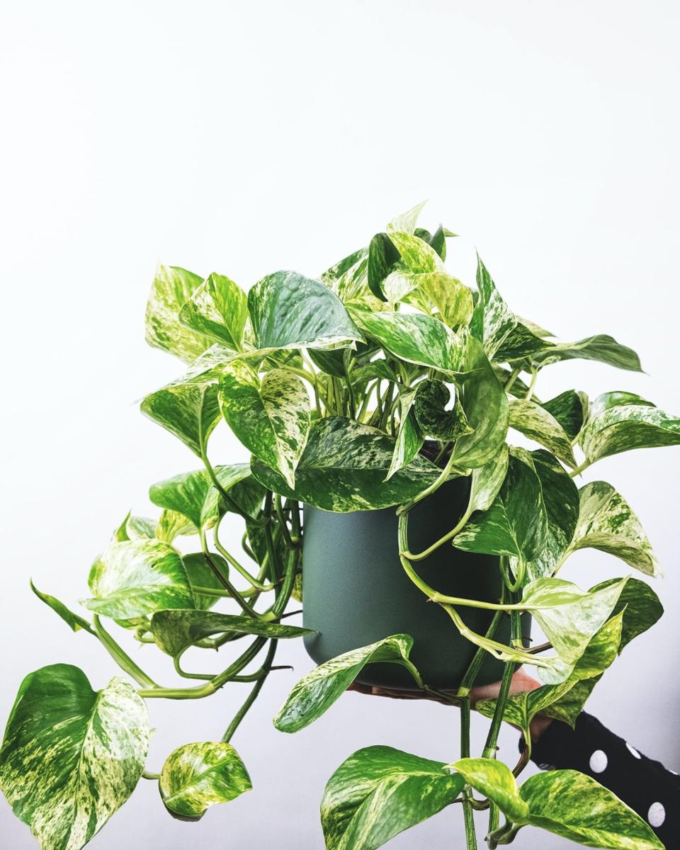 Marble Queen Pothos