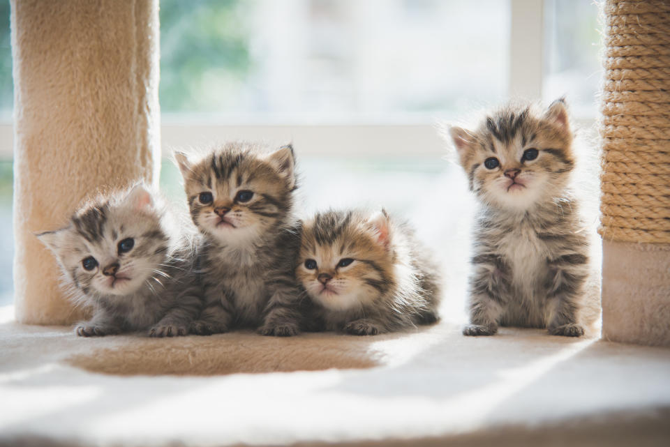 Cats are potentially more at risk of coming from rogue breeders as there are no laws that regulate their breeding. (Getty)