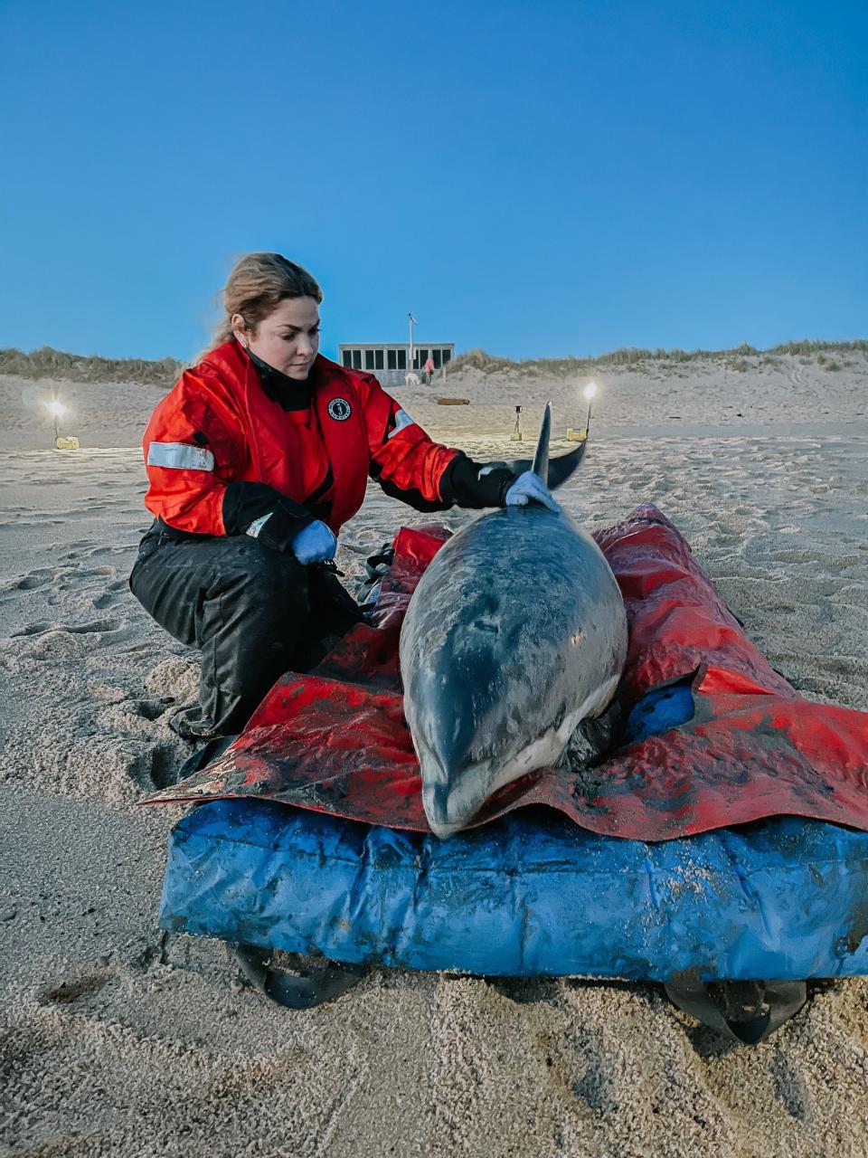 10 dolphins released into wild after seven-hour rescue effort