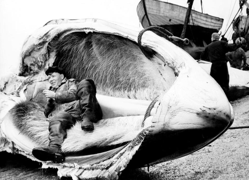 A Soviet harpooner poses inside the jaw of a baleen whale in 1965 at an unspecified location. <a href="https://www.gettyimages.com/detail/news-photo/soviet-harpooner-whaling-1965-news-photo/1177015343" rel="nofollow noopener" target="_blank" data-ylk="slk:Touring Club Italiano/Marka/Universal Images Group via Getty Images;elm:context_link;itc:0;sec:content-canvas" class="link ">Touring Club Italiano/Marka/Universal Images Group via Getty Images</a>