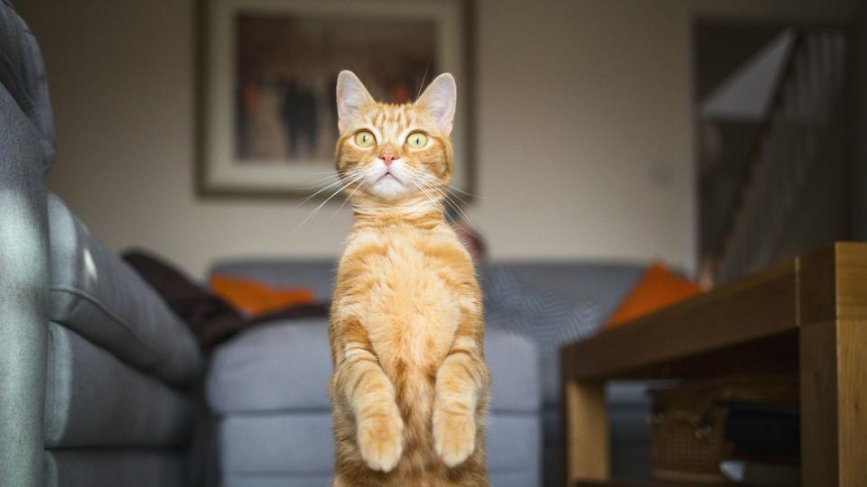 Cat standing on its hind legs