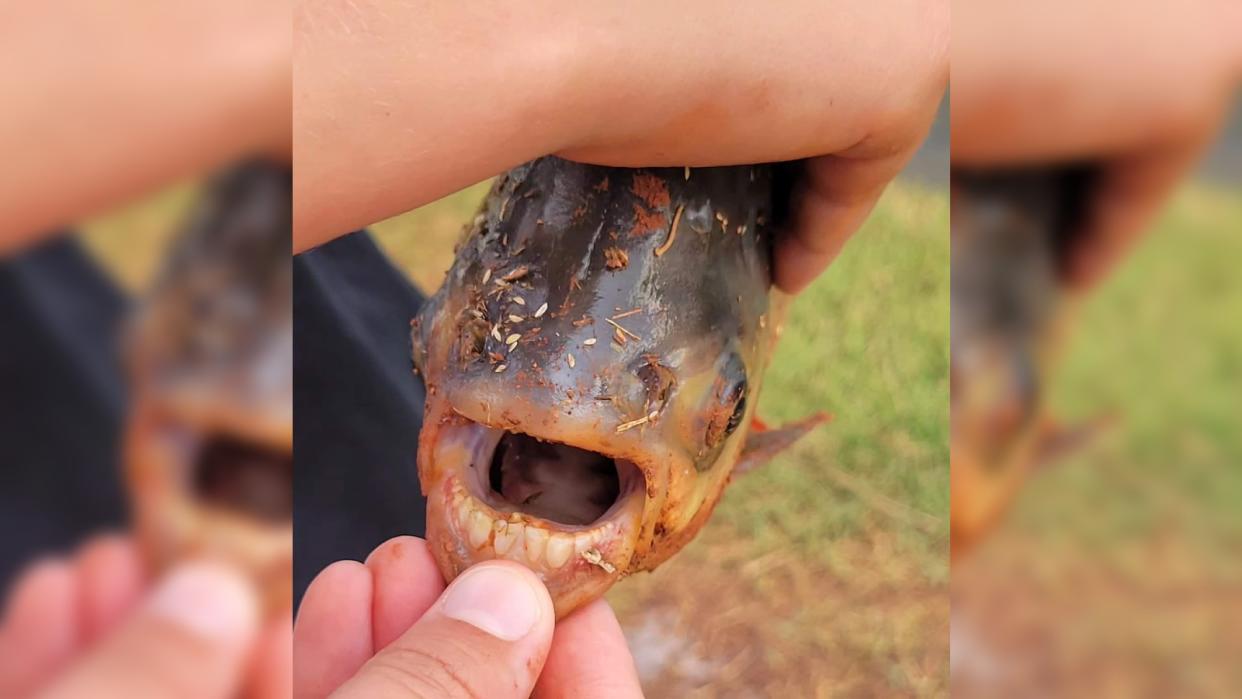  A fish with grey and orange scales, with its mouth wide open exposing a row of human-looking teeth 