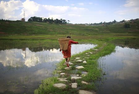 A farmer carrying a basket on her back walks towards her field at Khokana in Lalitpur, in this June 6, 2013 file picture. REUTERS/Navesh Chitrakar/Files