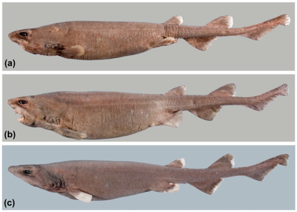Several Dichichthys satoi, or roughback bristle sharks, including a pregnant female (B).