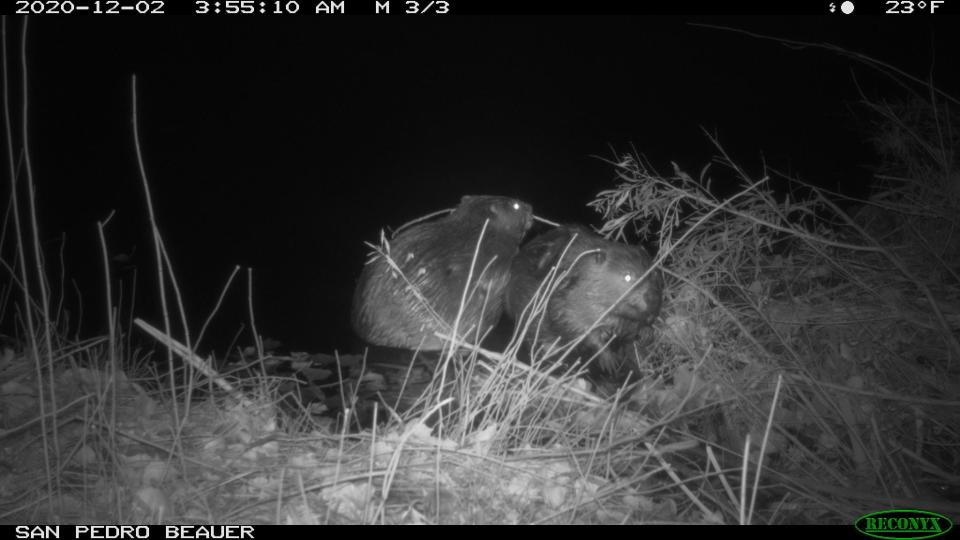 Two beavers appear in front of a wildlife camera in the San Pedro River in December.