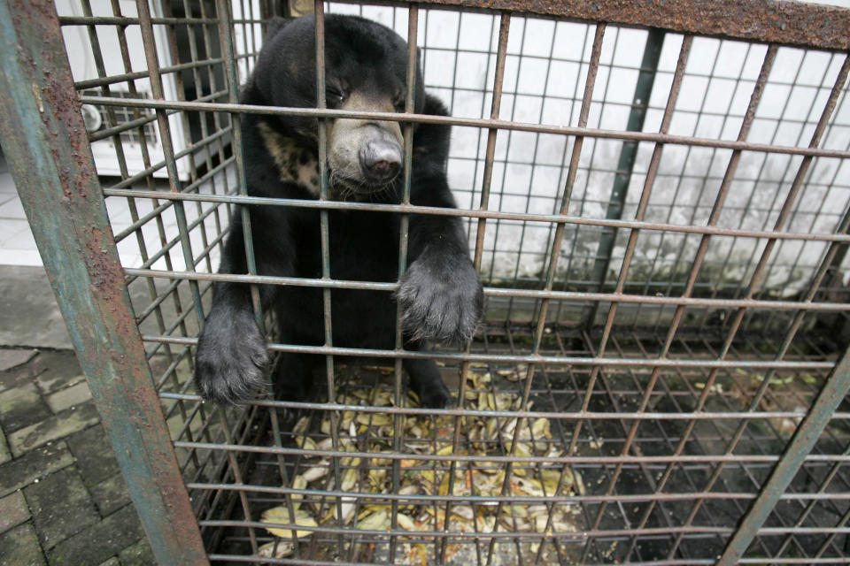 In this Saturday, March 10, 2012 photo, a moon bear which suffers from a skin tumor sits inside a cage at the quarantine section of Surabaya Zoo in Surabaya, East Java, Indonesia. Indonesia's biggest zoo, once boasting one of the most impressive and well cared for collections of animals in Southeast Asia, is struggling for its existence following reports of suspicious animal deaths and disappearances of endangered species. (AP Photo/Trisnadi)