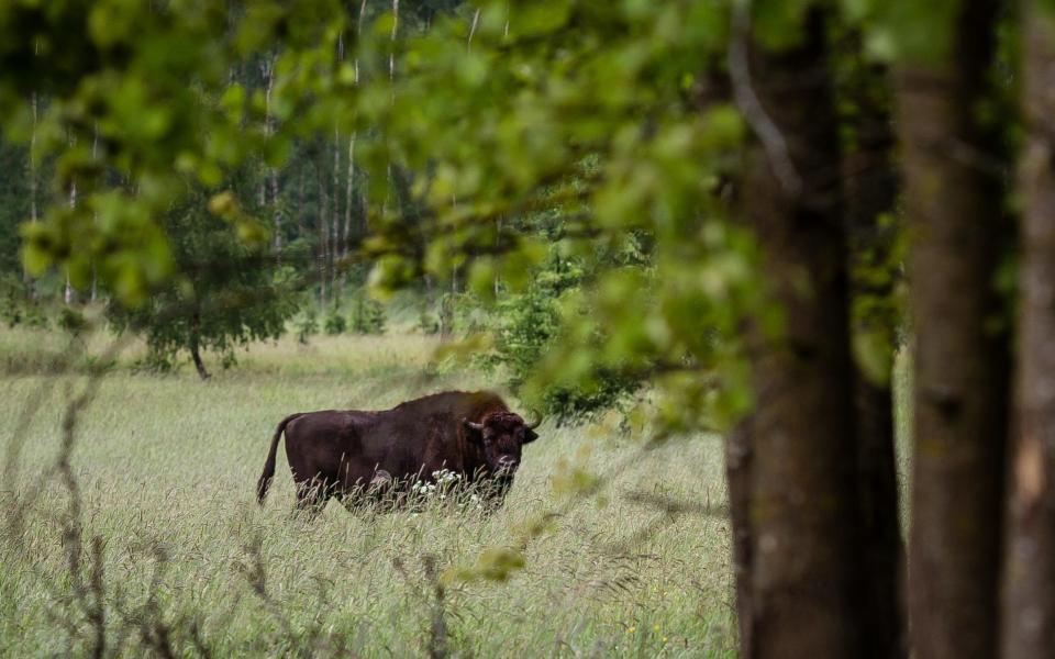 A European bison, the symbol of Bialowieza forest, is pictured in the ancient and protected woodland in May 2016 - AFP