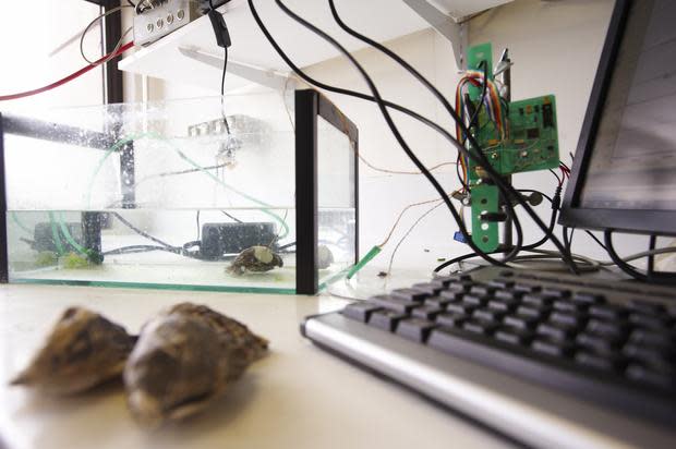 lab-oysters-with-sensors.jpg