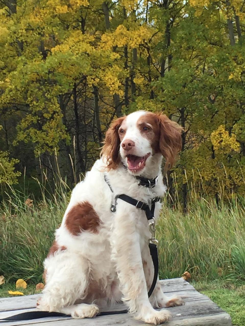 Brittany Spaniel