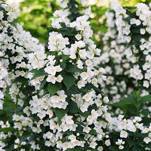 ILLUMINATI TOWER® Mockorange - Philadelphus - Low Grower - 4