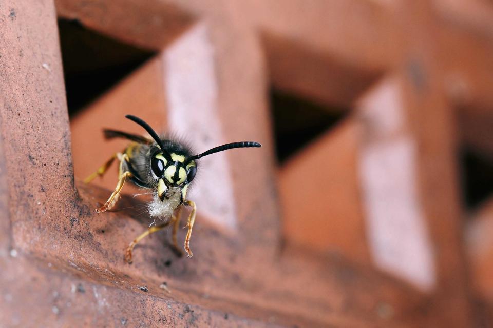 Wildlife In My Backyard Category Winner: 'Wasp House Cleaning From a Nest' by David Thomas Handley, taken in Tan-y-fron, near Wrexham, North Wales