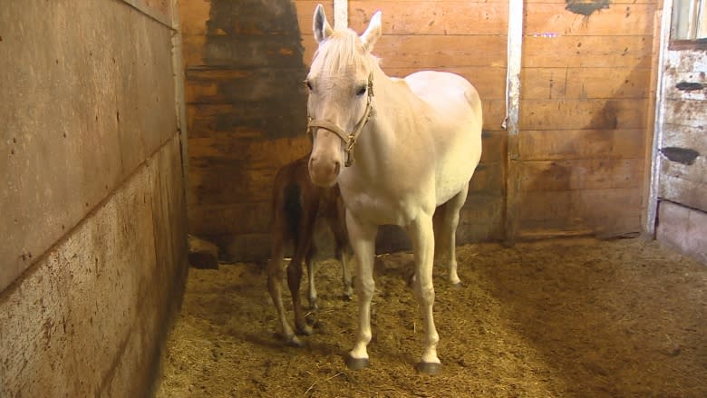 Orphaned P.E.I. foal saved by another mare's milk