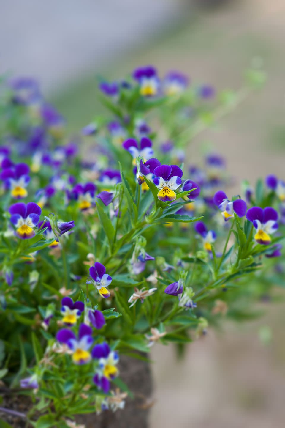 <p>Tiny funny-faced violas are edible flowers that are lovely on cakes, salads, or frozen in ice cubes. These darling flowers technically are annuals, but they self-seed profusely so they'll pop up again next year. </p><p><a class="link " href="https://go.redirectingat.com?id=74968X1596630&url=https%3A%2F%2Fwww.burpee.com%2Fviola-johnny-jump-up-prod000422.html%3Fgclid%3DCjwKCAiAo4OQBhBBEiwA5KWu_wYKCvYZRryOnAvRNWsAH2MJFM-ChO9y7x7-YG39nbDGy2zafBjw-RoCN50QAvD_BwE%26gclsrc%3Daw.ds&sref=https%3A%2F%2Fwww.veranda.com%2Foutdoor-garden%2Fg35122682%2Fperennial-herbs%2F" rel="nofollow noopener" target="_blank" data-ylk="slk:SHOP VIOLA SEEDS;elm:context_link;itc:0;sec:content-canvas">SHOP VIOLA SEEDS</a></p>