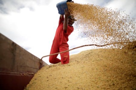 FILE PHOTO: A worker inspects soybeans during the soy harvest near the town of Campos Lindos, Brazil February 18, 2018. Picture taken February 18, 2018. REUTERS/Ueslei Marcelino/File Photo