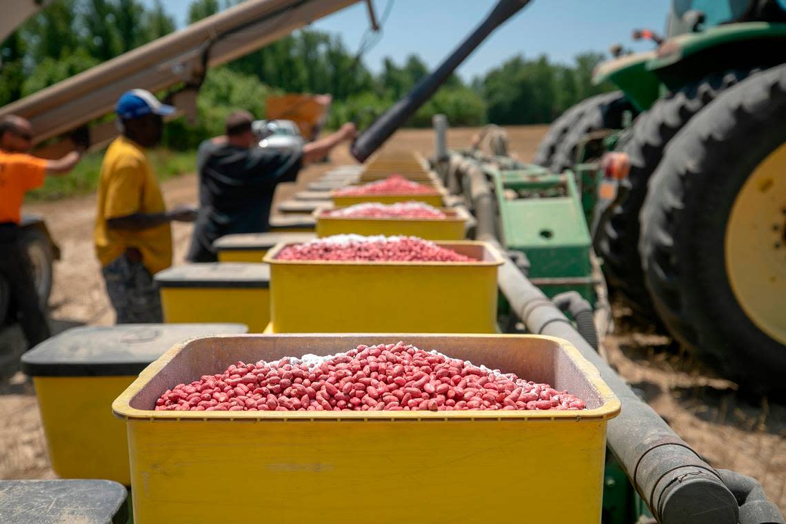 Seed peanuts are loaded into a planter on Donny Lassiter’s farm on Friday, May 12, 2023 in Pendleton, N.C. Lassiter grows more than 1,500 acres of peanuts in an around Northampton County, N.C.