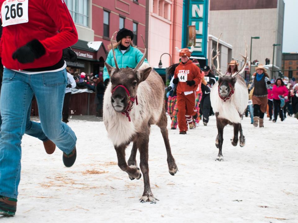 For those who fancy a winter experience, Anchorage, Alaska holds an annual Running of the Reindeer race at its Fur Rondy festival. Racers have their choice of four different herds in a mad dash around the streets of Anchorage in an effort to outrun reindeer, Pamplona-style. Photo: Visit Anchorage