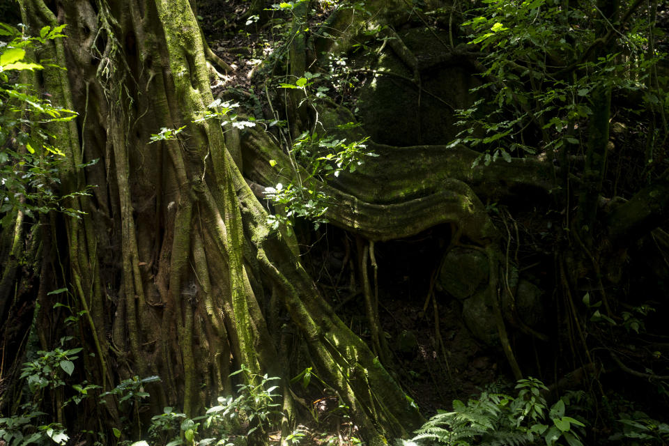 The partially exposed, twisted roots of a gigantic old ficus tree stand at a protected forest in La Union, Costa Rica, Tuesday, Aug. 30, 2022. Costa Rica has a program that pays landowners not to cut down trees that depends almost entirely on fuel tax revenue, which stands to fade away by 2050 as Costa Rica converts public and private transportation to electricity in pursuit of net-zero emissions. (AP Photo/Moises Castillo)