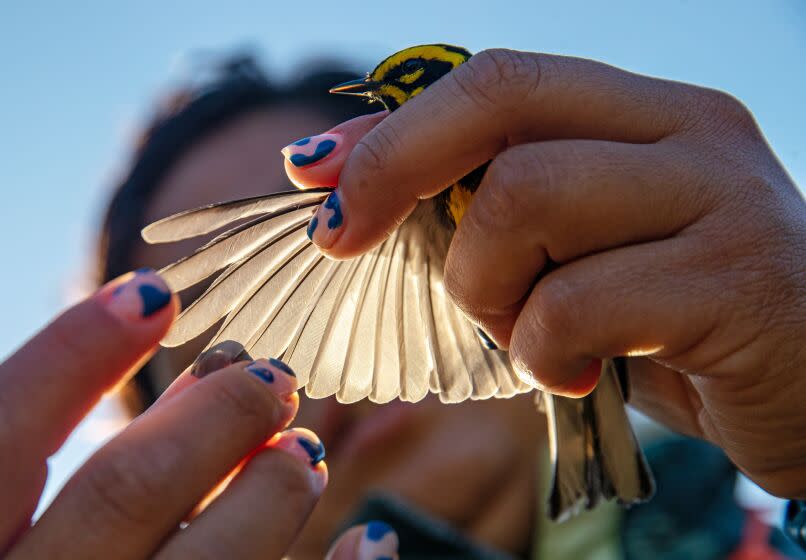 CANYON COUNTRY , CA - APRIL 11: Tania Romero, a graduate student from California State University Los Angeles and an avian biologist, checks feathers of Townsend's warbler caught in a net at Bear Divide in San Gabriel Mountains on Tuesday, April 11, 2023 in Canyon Country , CA. (Irfan Khan / Los Angeles Times)