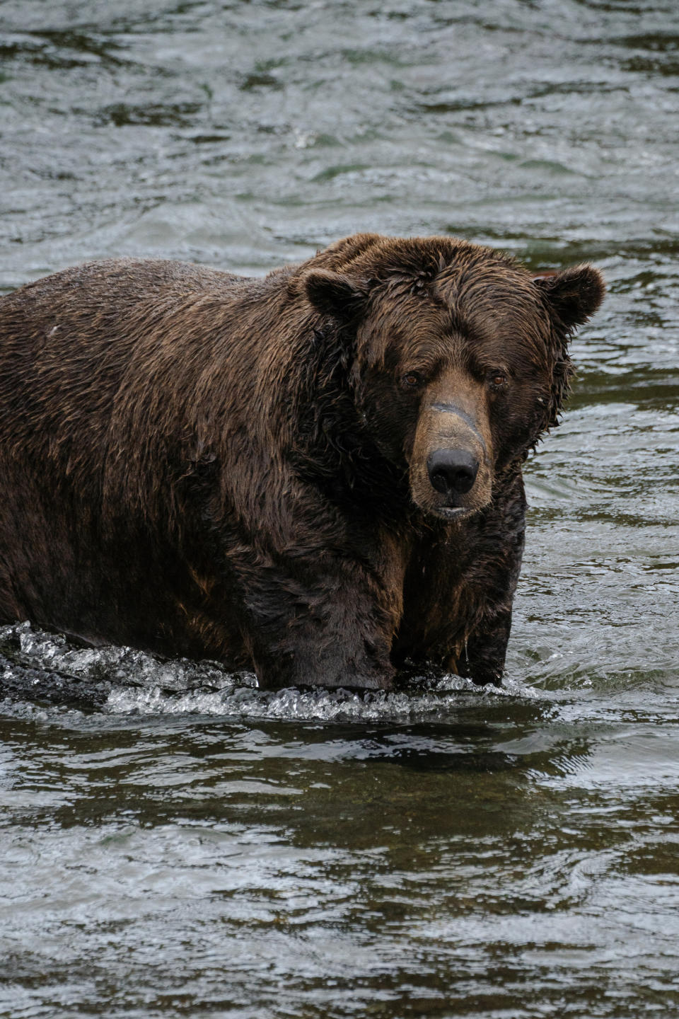 Bear 32, better known as Chunk, walks across Brooks River. (Photo for The Washington Post by Sophie Park)