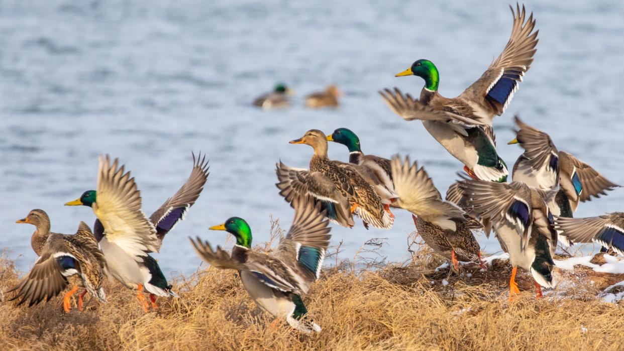 mallards taking off from a marsh