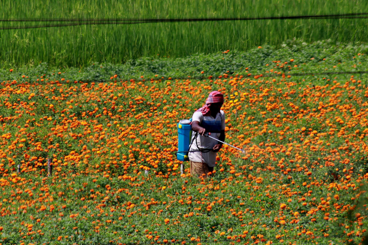 A farmer spraying pesticide on Marigold flowers in a field.Debajyoti Chakraborty/NurPhoto via Getty Images