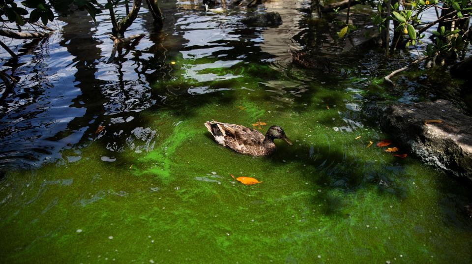 A duck swims in algae laden water that has gathered on the bank of the Caloosahatchee River at Centennial Park in Fort Myers on Thursday, July 13, 2023. Algae is showing up in parts of the river and canals in Southwest Florida.  