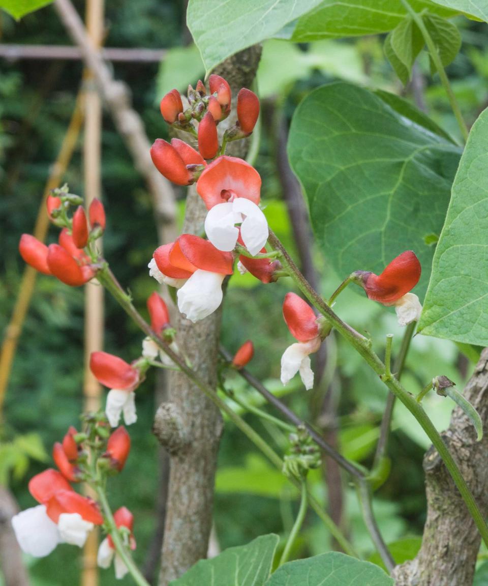 1. Runner bean ‘St George’