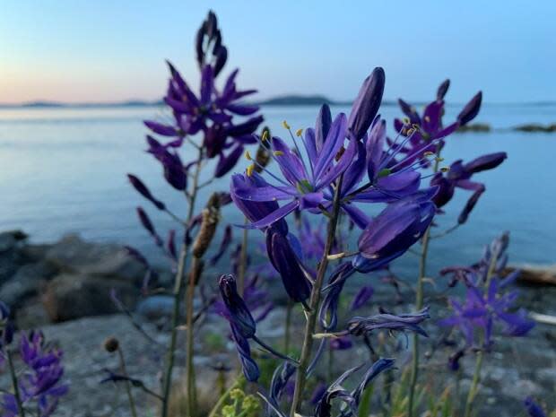The W̱SÁNEĆ used to harvest camas plants like these from land in the Gulf Islands region.