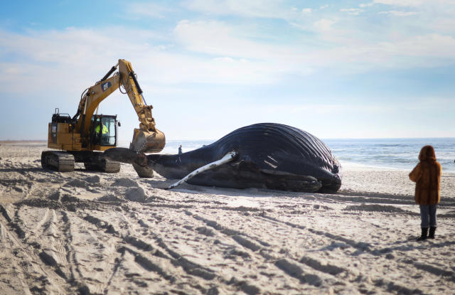 Why 23 Dead Whales Have Washed Up on the East Coast Since December - The  New York Times