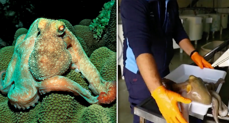 Left - an octopus in the wild. Right - an octopus in a tub at Nueva Pescanova