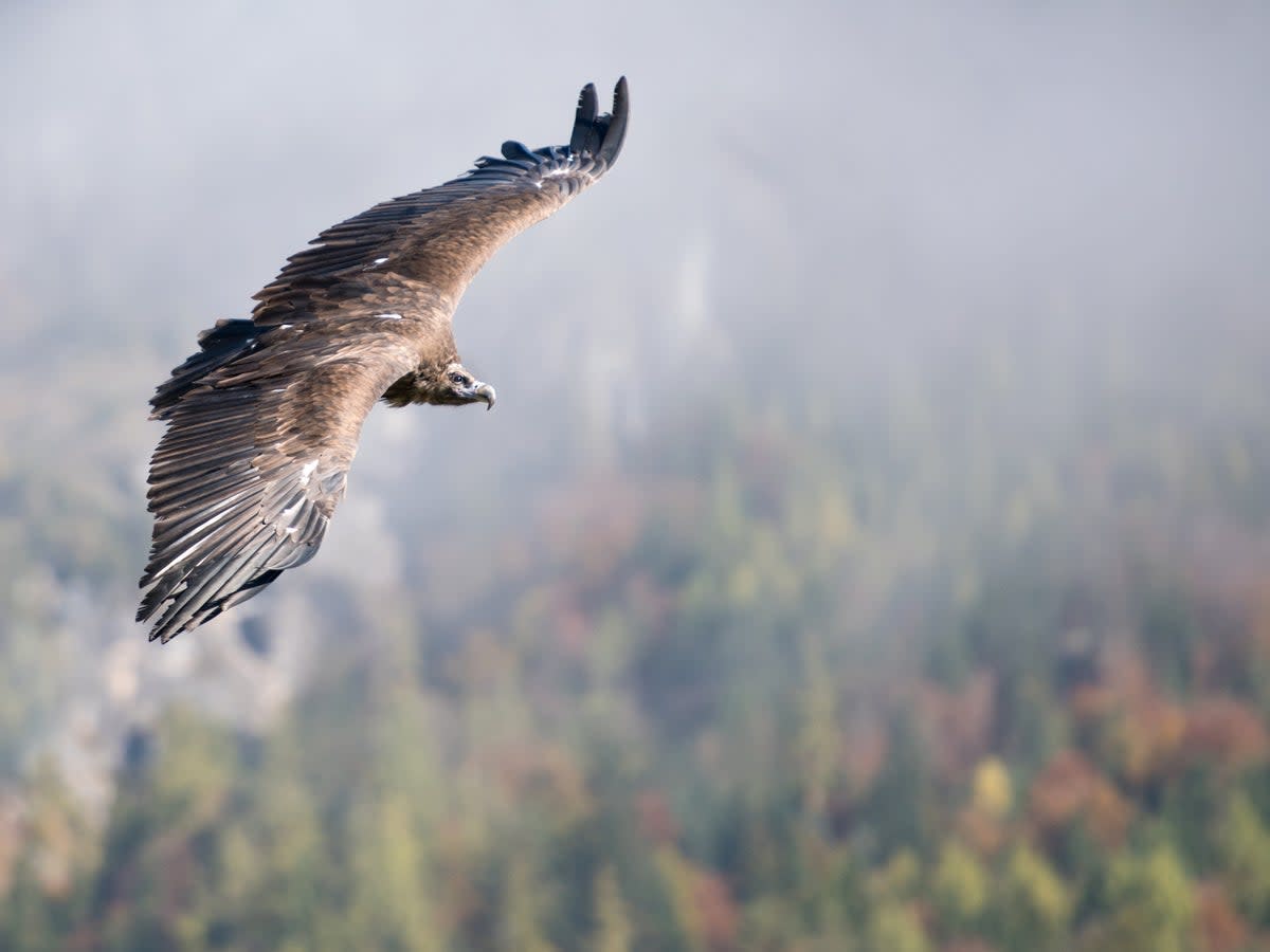 Cinereous vultures were almost extinct in Europe in the mid-20th century, but now Spain has over 2,500 breeding pairs which are helping to repopulate other regions (Getty)