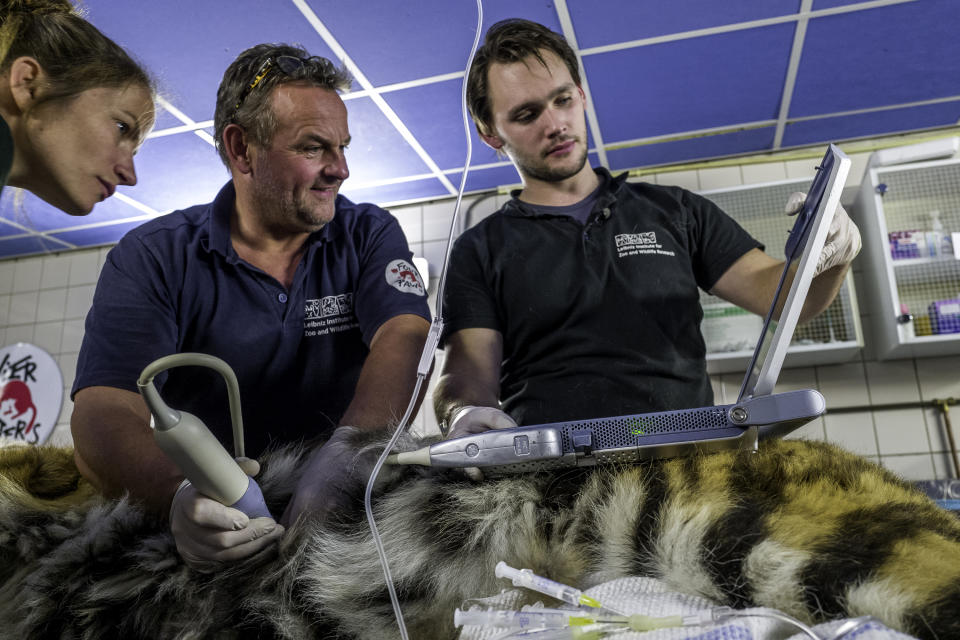 Dr. Göritz, center, uses an ultrasound on Sultan’s heart while Four Paws veterinarian in training, Dr. Christine Steyer, left, and Dr. Gölkel, right, assist him during a veterinarian check. (Photo: Omar Havana/Four Paws)