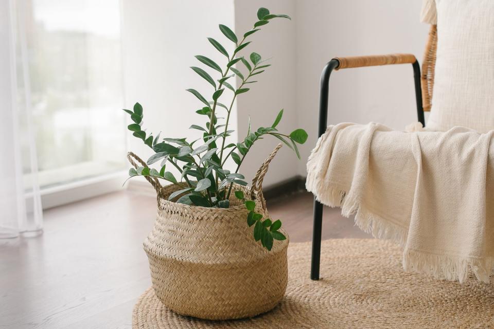 zz plant in beige bedroom