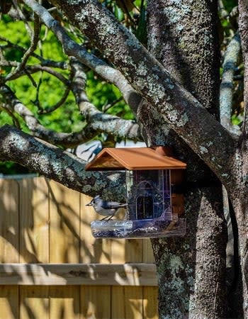 Wasserstein Bird Feeder Camera Case Review