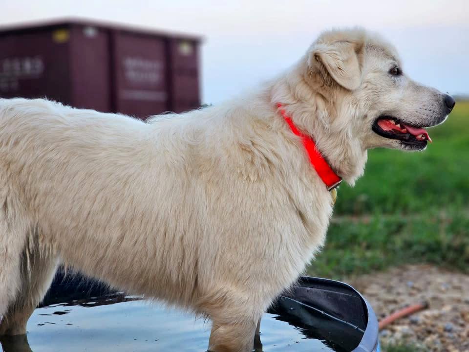 Dixie is an all-white Maremma sheepdog that weighs roughly 80 pounds — just a bit smaller than the more commonly known great Pyrenees often used as livestock guardians. (Bring Dixie Home/Facebook - image credit)