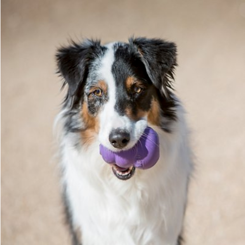 5 Great Dog Toys for Senior Dogs in 2022 – YuMOVE US
