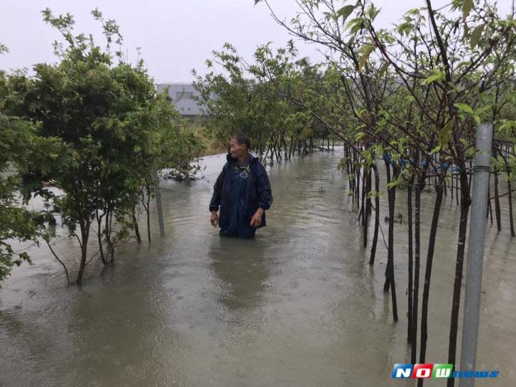 芬園鄉靠近烏溪的上百公頃農田，疑似因水利會掌控的水閘門遭鎖死，導致洪水難以宣洩、3萬多株櫻花慘遭滅頂。（圖／記者陳雅芳攝，2017.7.31）