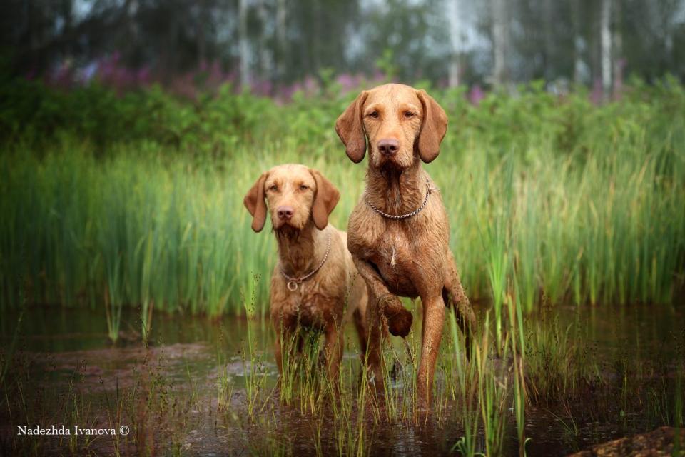 3rd place in the 'Dogs at Work' category