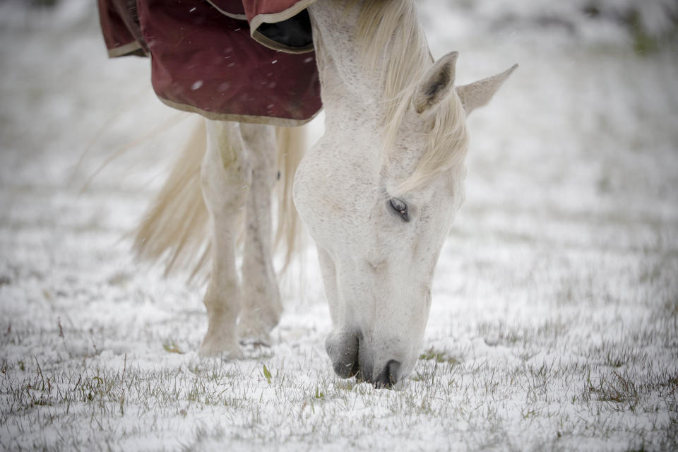 A horse grazes on new grass poking through the snow at Wedgewood Stables in Lanesborough, Mass., after a cold and snowy night on Saturday, May 9, 2020. Mother’s Day weekend got off to an unseasonably snowy start in areas of the Northeast thanks to the polar vortex. While Manhattan, Boston and many other coastal areas received only a few flakes, some higher elevation areas in northern New York and New England reported 9 inches or more. (Stephanie Zollshan/The Berkshire Eagle via AP)