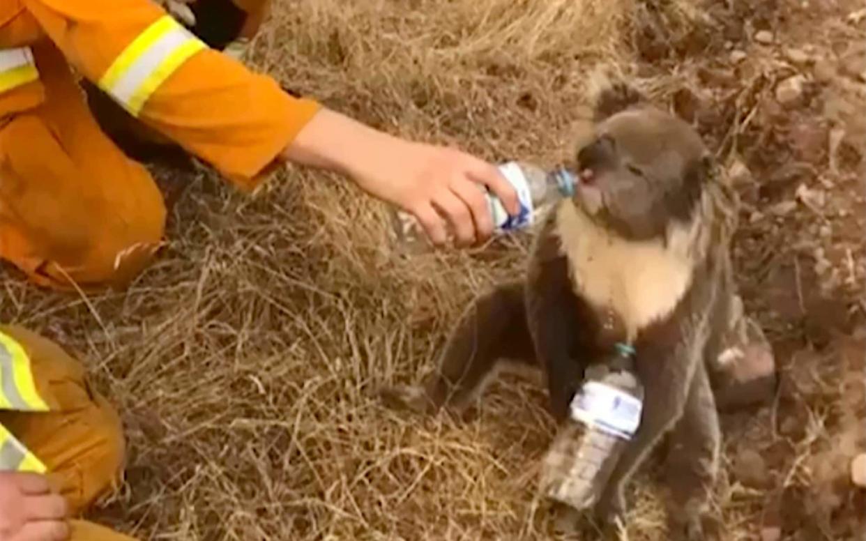 A South Australia firefighter gives water to a dehydrated koala rescued from a wildfire in December - OAKBANK BALHANNAH CFS