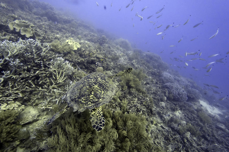 A sea turtle swims over corals on Moore Reef in Gunggandji Sea Country off the coast of Queensland in eastern Australia on Nov. 13, 2022. The Great Barrier Reef, battered but not broken by climate change impacts, is inspiring hope and worry alike as researchers race to understand how it can survive a warming world. (AP Photo/Sam McNeil)