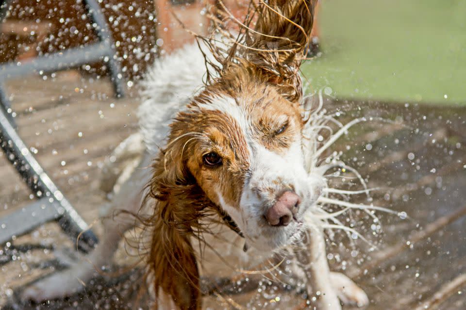 Katrina Warren says to help your pet cool off with the hose. Photo: Getty