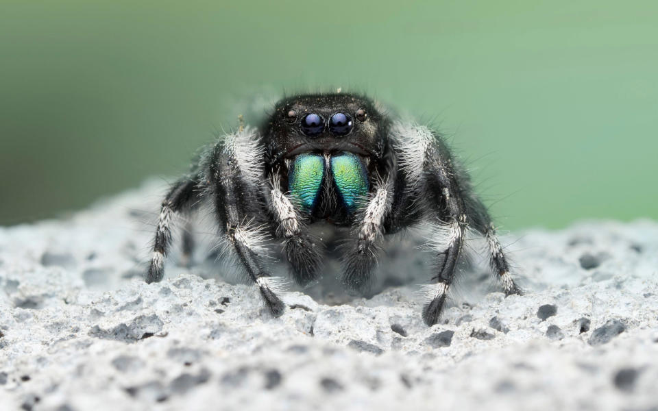 A close up shot of a bold jumping spider taken during the filming of Disney's 'A Real Bug's Life.'