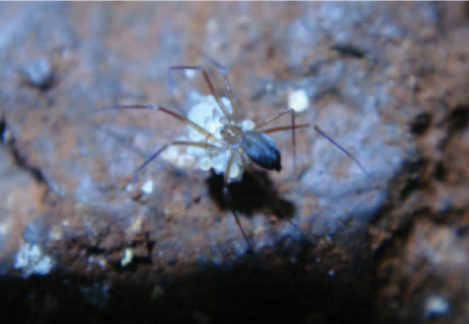 Ochyrocera varys spider close-up.