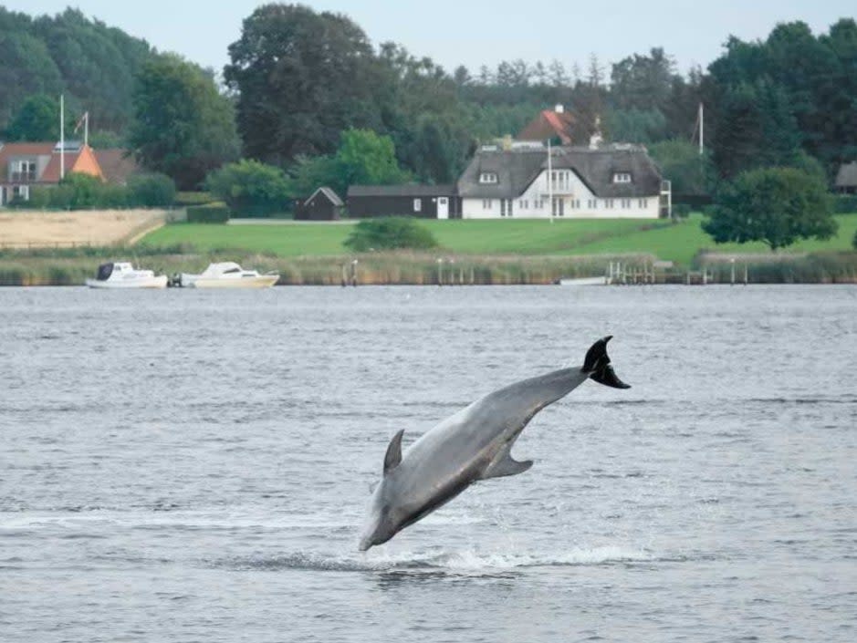 Feel the Force: Yoda the dolphin leaps into the air (Karin Kristensen /Marine Connection)