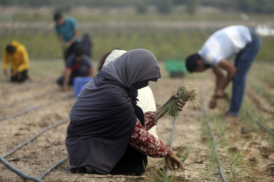 Palestinian farmers harvest crops on their lands in the city of Deir al-Balah, central Gaza Strip, Saturday, Nov. 18, 2023. (AP Photo/Mohammed Dahman)