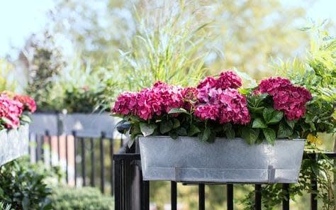 The Balcony Gardener  - The Balcony Gardener 