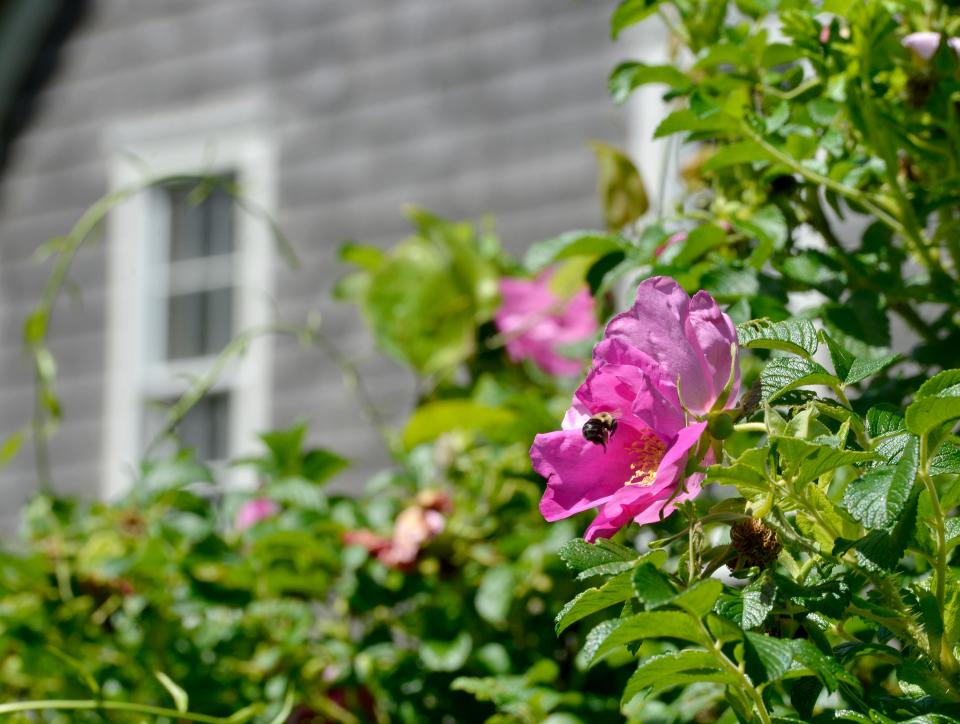 A bee comes in for a landing on a rosa rugosa bloom at the Stony Brook Grist Mill in this file photo from 2021.